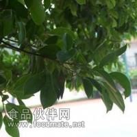 小葉榕提取物-價格