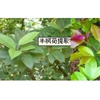 梨汁粉梨粉-廠家   價格優惠