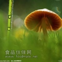 草菇提取物-廠家   草菇浸膏