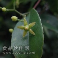 五層龍提取物-廠家   五層龍浸膏