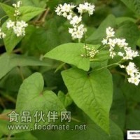 苦蕎提取物-浸膏