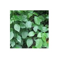 啤酒花提取物-廠家