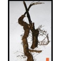 青木香提取物-廠家    青木香粉
