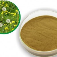 蒲公英提取物/粉 藥食同源原料