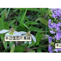 澤蘭提取物-廠家   價格優惠
