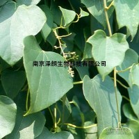 漢防己甲素98%Tetrandrine