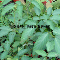 白楊黃素（白楊素）98% Chrysin