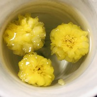 溫縣懷菊花