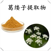 葛縷子提取物 高倍濃縮 產品質量穩定 水溶性好 支持定制
