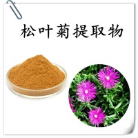 松葉菊提取物 高倍濃縮 產品質量穩定 水溶性好 支持定制