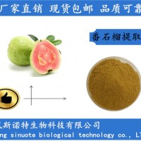 番石榴提取物 源頭廠家 現貨直銷 番石榴果粉