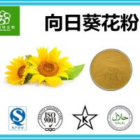 供應向日葵花粉99% 向日葵蜂花粉 廠家定制超微粉破壁粉