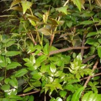 藤茶提取物 二氫楊梅素