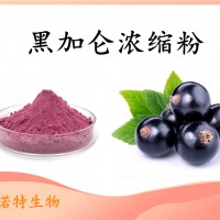 黑加侖速溶粉 固體飲料原料 資質齊全 可免費試樣
