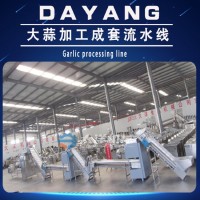 全自動大蒜流水線 大洋廠家直銷大蒜加工前處理設備