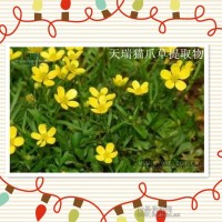 貓爪草粉供應(yīng)
