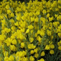 線葉金雀花粉 新資源食品 主打產品 包郵價格