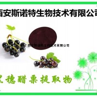 黑穗醋栗速溶粉 黑醋栗/黑加侖粉