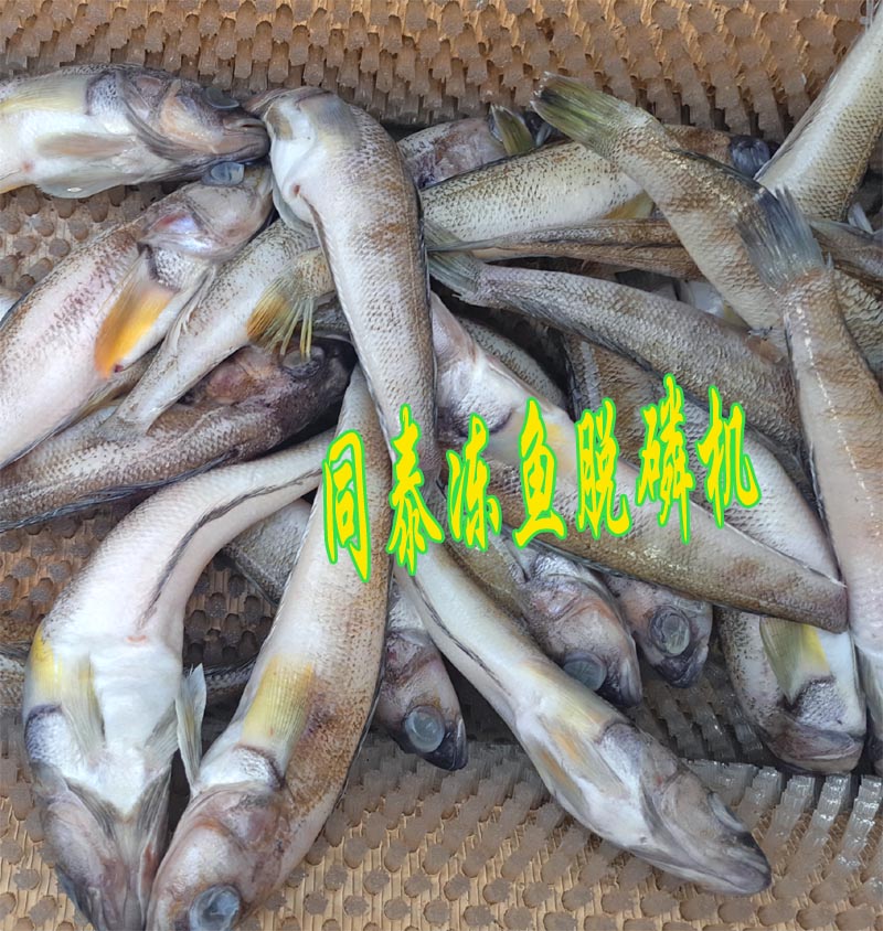 鮮魚(yú)脫磷機(jī)1