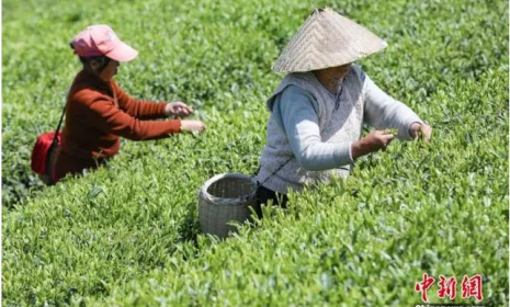 “中國茶”申遺成功!關(guān)于中國茶，這10大知識點(diǎn)你必須知道