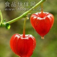 錦燈籠提取物
