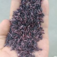 紫糯米墨江紫米糯米雜糧批發生產廠家