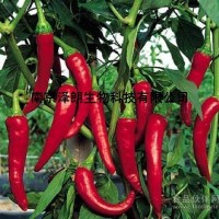 辣椒素，辣椒堿，辣椒總堿Capsaicin 98%