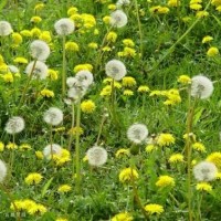 蒲公英提取物10:1廠家直接發現貨