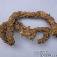 竹節(jié)參提取物