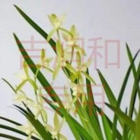 香精長期供應(yīng)