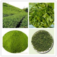 綠茶提取物