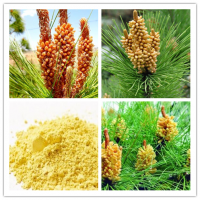 破壁松花粉  可制粒可壓片 OEM代工