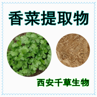 香菜提取物香菜濃縮粉香菜浸膏粉