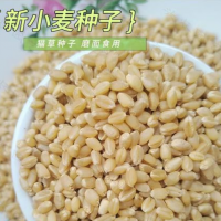 小麥脫皮機  小麥種子脫皮機  小麥種子仁脫皮機