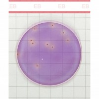 美正生物Premium系列腸桿菌科測(cè)試片
