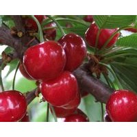 櫻桃粉果粉廠家