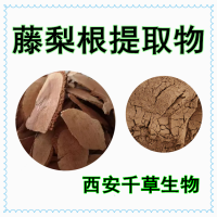 梨樹根提取物藤梨根粉 供應植物提取物梨樹根浸膏