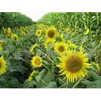 向日葵葉提取物 葵花葉提取物 葵花盤提取物