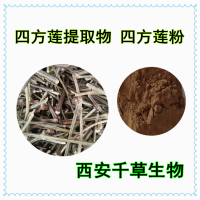 橄欖蓮提取物橄欖蓮濃縮粉橄欖蓮浸膏粉