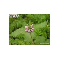 串鈴草提取物，毛尖茶提取物，野洋芋提取物