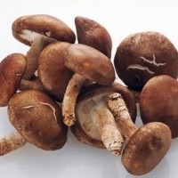 香菇提取物-廠家 香菇濃縮粉