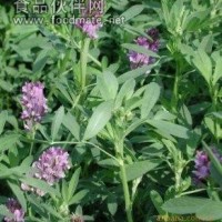 紫花苜蓿粉 苜蓿粉