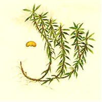 千層塔提取物，石杉堿甲提取物