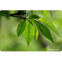 桃樹葉提取物