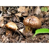 松茸提取物