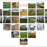 甘草提取物廠家供應噸位發貨