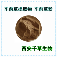 車前草浸膏粉植物提取物 供應(yīng)植物提取物菌菇浸膏