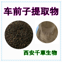 車前子提取物 植物提取物 供應(yīng)植物提取物菌菇浸膏