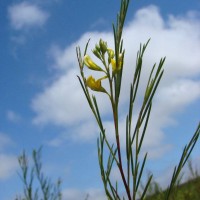 ROOiBOS 線葉金雀花粉/提取物