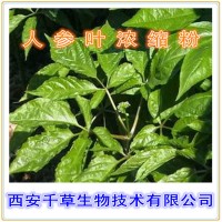 人參葉濃縮粉 供應動植物提取物 定做人參葉浸膏